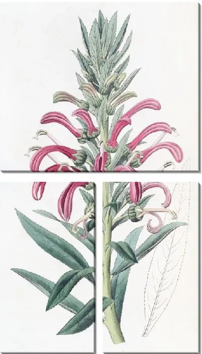 Картина Пурпурная лобелия (1815-1819)