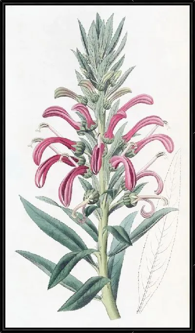 Картина Пурпурная лобелия (1815-1819)