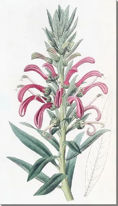 Картина Пурпурная лобелия (1815-1819)