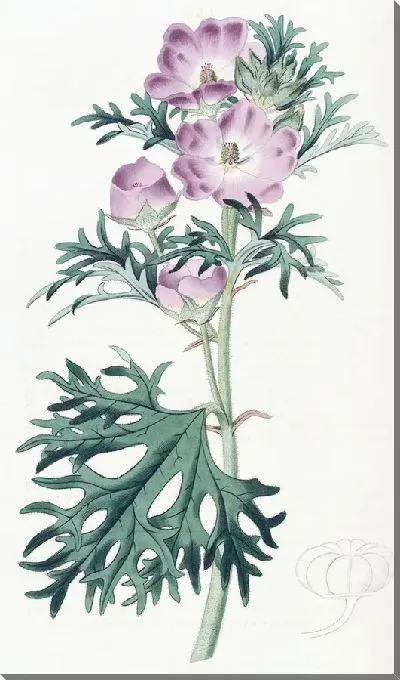 Картина Пурпурная мальва (1815-1819)