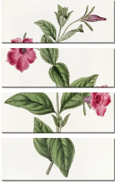 Картина Пурпурная петуния (1815-1819)