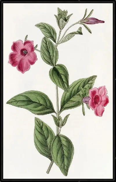 Картина Пурпурная петуния (1815-1819)