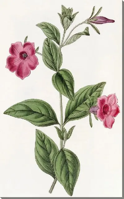 Картина Пурпурная петуния (1815-1819)