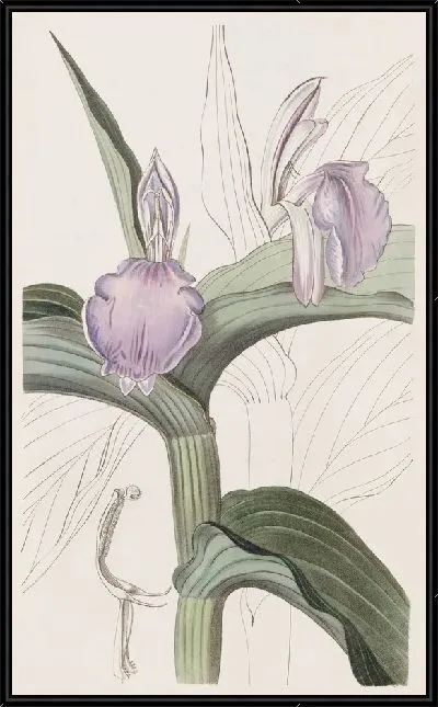 Картина Пурпурная Роскоя (1815-1819)