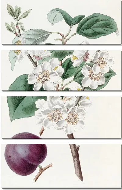 Картина Пурпурноплодный абрикос (1815-1819)