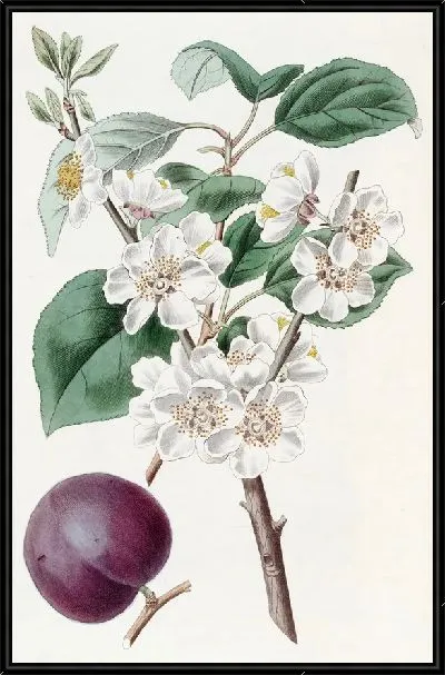 Картина Пурпурноплодный абрикос (1815-1819)