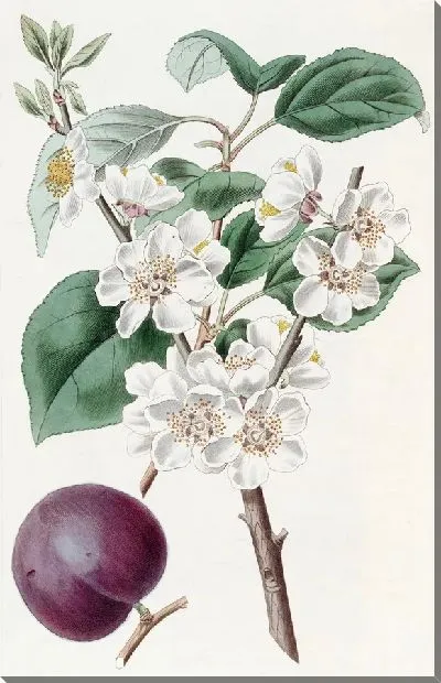 Картина Пурпурноплодный абрикос (1815-1819)