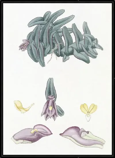 Картина Пурпурные наноды (1815-1819)