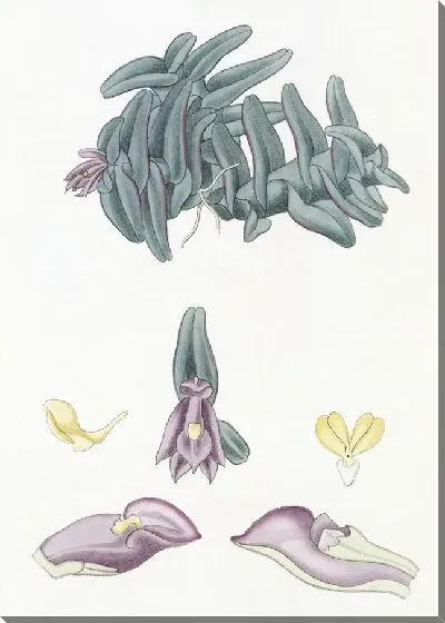 Картина Пурпурные наноды (1815-1819)