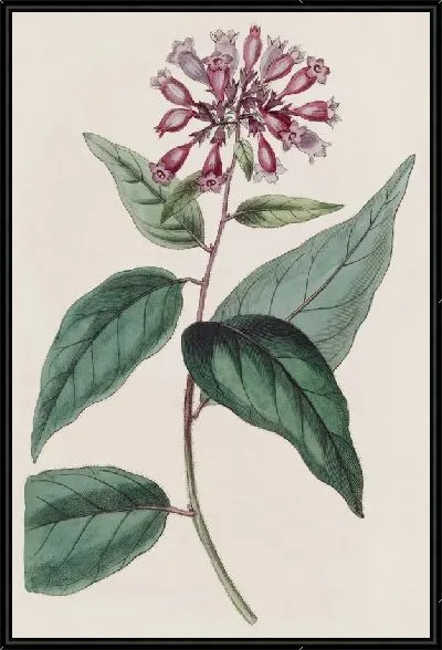 Картина Пурпурный Хабротамнус (1815-1819)