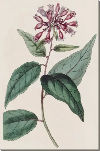 Картина Пурпурный Хабротамнус (1815-1819)