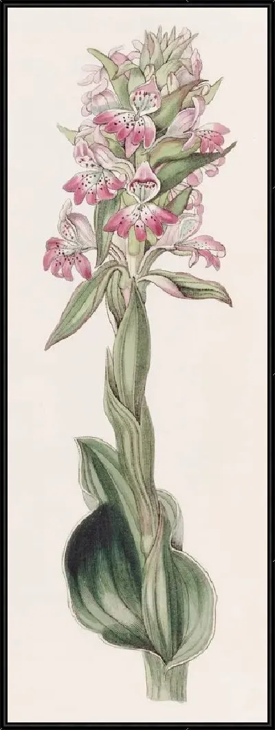 Картина Пустулезный сатирий (1815-1819)