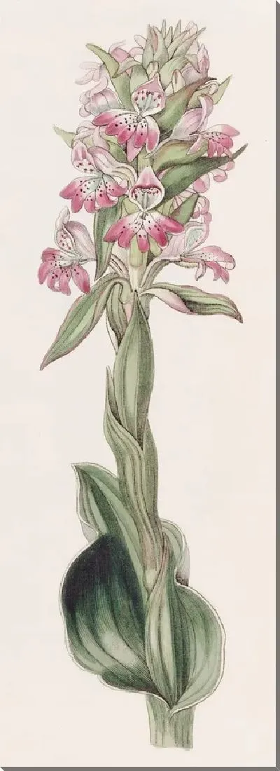 Картина Пустулезный сатирий (1815-1819)