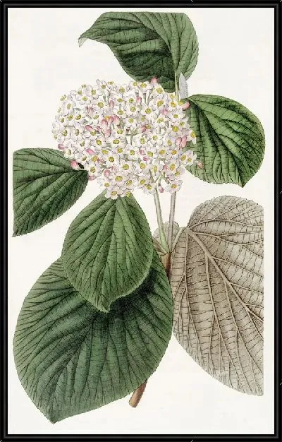 Картина Путешествующее дерево с айвовыми листьями (1815-1819)