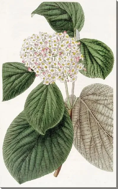 Картина Путешествующее дерево с айвовыми листьями (1815-1819)