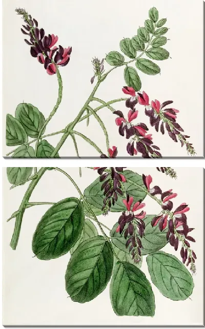 Картина Растение индиго с фиолетовыми цветами (1815-1819)