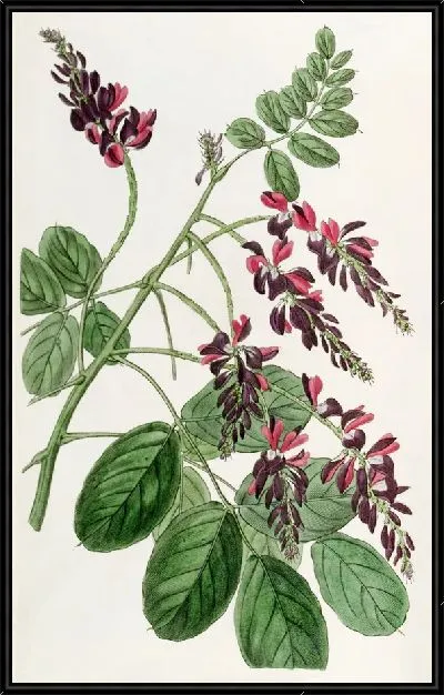 Картина Растение индиго с фиолетовыми цветами (1815-1819)