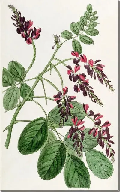 Картина Растение индиго с фиолетовыми цветами (1815-1819)