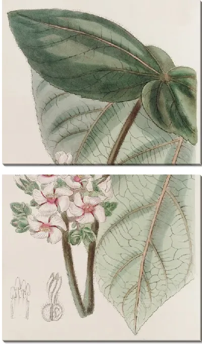 Картина Розовая Астирия (1815-1819)