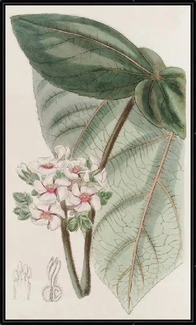 Картина Розовая Астирия (1815-1819)