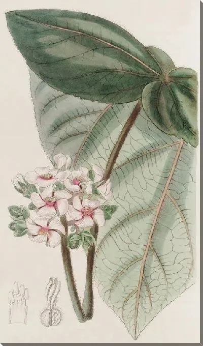 Картина Розовая Астирия (1815-1819)