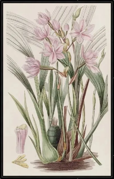 Картина Розовая Пакстония (1815-1819)