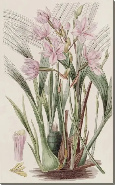 Картина Розовая Пакстония (1815-1819)