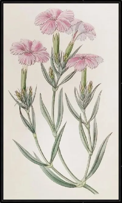 Картина Розовое дерево принца Бизиньяно (1815-1819)