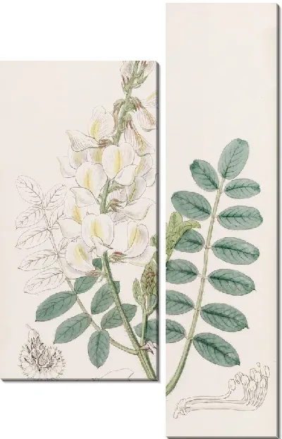 Картина Сенфуан лучеплодный (1815-1819)