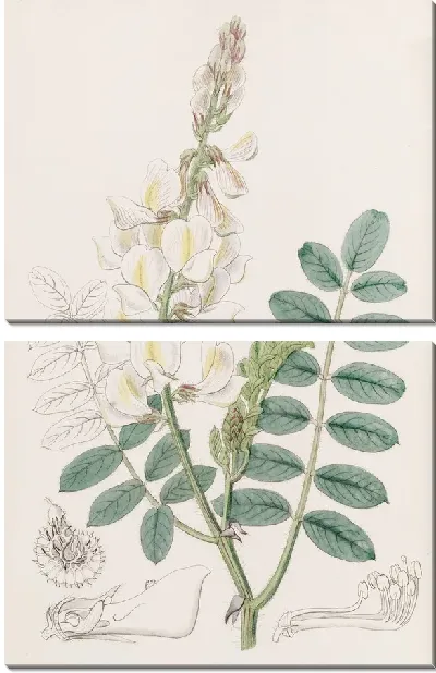 Картина Сенфуан лучеплодный (1815-1819)