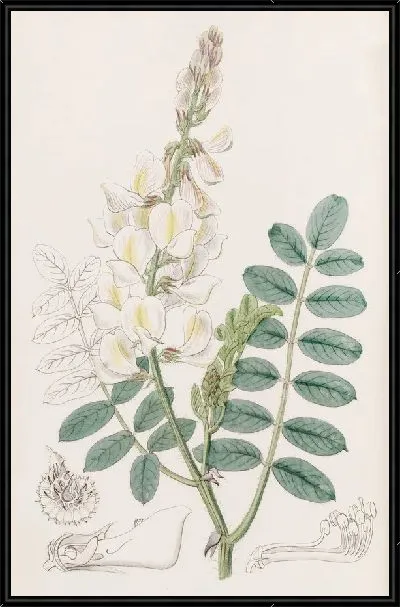 Картина Сенфуан лучеплодный (1815-1819)