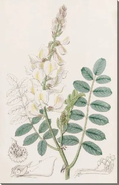Картина Сенфуан лучеплодный (1815-1819)