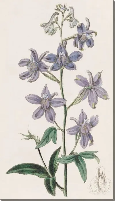 Картина Симпатичная живость (1815-1819)