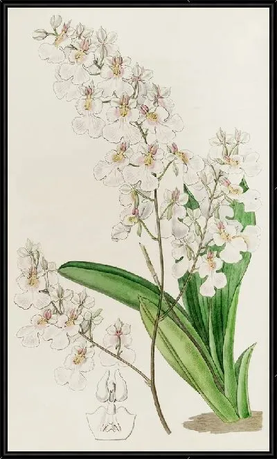 Картина Симпатичный онцидиум (1815-1819)