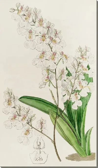 Картина Симпатичный онцидиум (1815-1819)