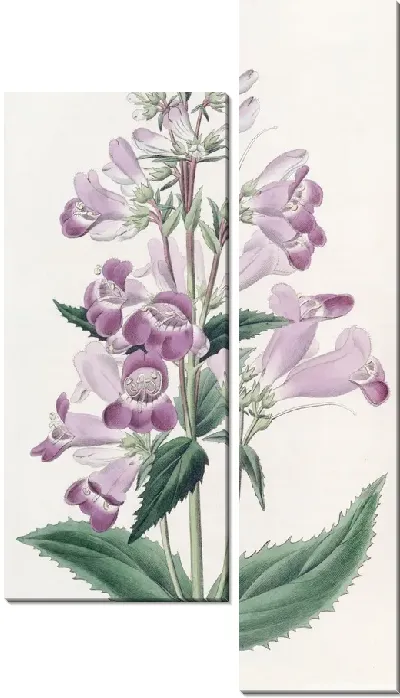 Картина Симпатичный Пенстемон (1815-1819)