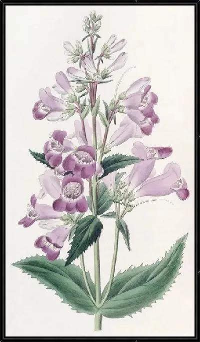 Картина Симпатичный Пенстемон (1815-1819)