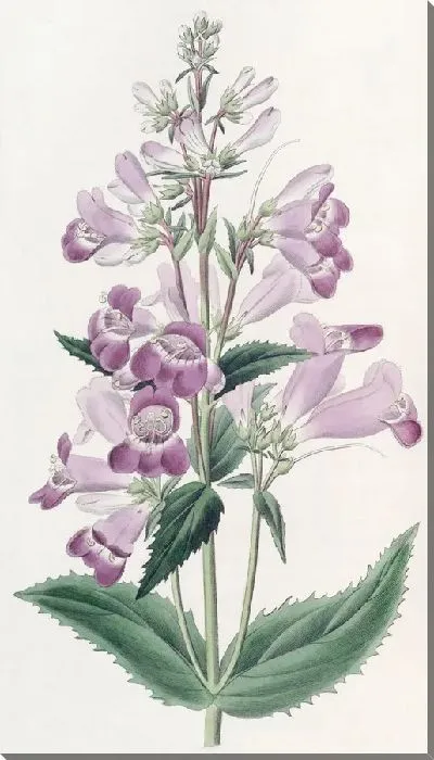 Картина Симпатичный Пенстемон (1815-1819)