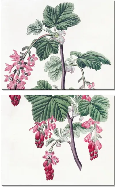 Картина Смородина пурпурноцветковая (1815-1819)
