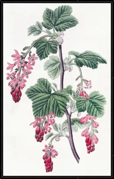 Картина Смородина пурпурноцветковая (1815-1819)