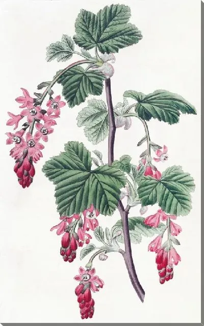 Картина Смородина пурпурноцветковая (1815-1819)