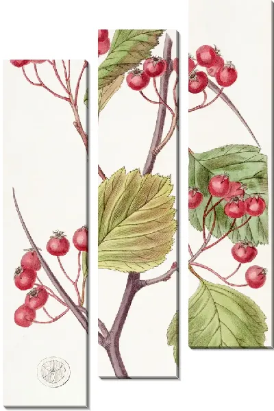 Картина Стахаузия с розовыми ноутбуками (1815-1819)