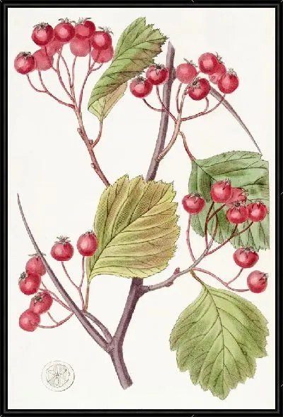 Картина Стахаузия с розовыми ноутбуками (1815-1819)