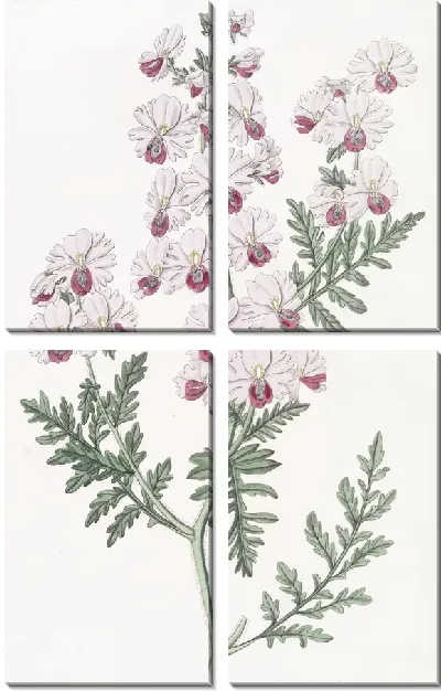 Картина Схизантус перистый (1815-1819)