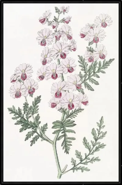 Картина Схизантус перистый (1815-1819)