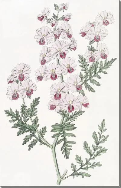 Картина Схизантус перистый (1815-1819)