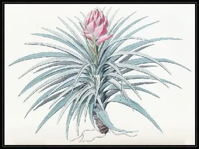 Картина Тилландсия розоголовая (1815-1819)