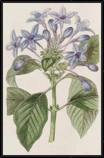 Картина Фарфор синий Гиндсия (1815-1819)