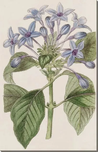 Картина Фарфор синий Гиндсия (1815-1819)
