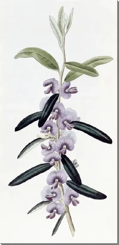 Картина Ховеа пурпурная (1815-1819)